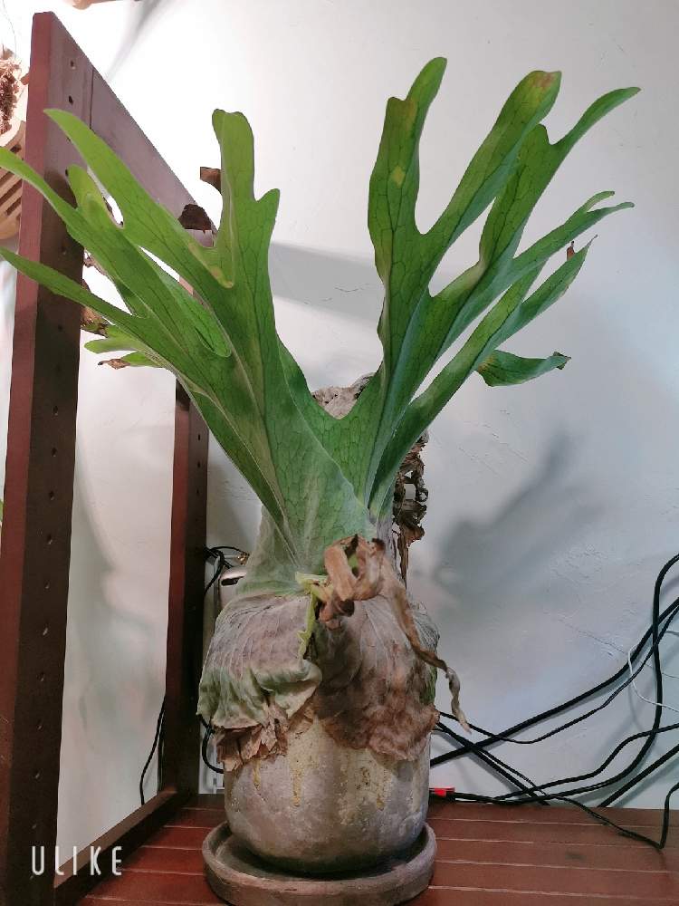 の画像 by ひろさん | ビカクシダ・グランデと観葉植物と植物のある暮らしとグリーンインテリアと ビカクシダとGS映えとGS日和とおうち園芸とコロナおしりペンペン( ・᷄ὢ・᷅ )と元気に育ててますよと珍奇植物と熱帯植物とインテリアグリーン