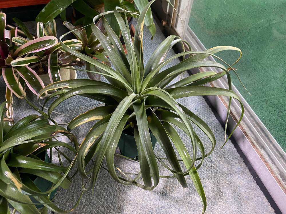 部屋の画像 by bukkieさん | 部屋とチランジアと着生植物と観葉植物とボタニカルライフと植物男子とお庭のお花とおうち園芸と緑のある暮らしとお庭の植物とガーデニングと花のある暮らしとエアプランツ