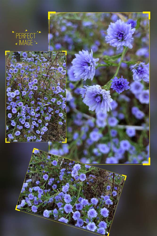 お出かけ先の画像 by kwackyさん | お出かけ先と孔雀アスター と家庭菜園とおうちde菜園とおうち園芸と花のある暮らしと家庭菜園奮闘日記