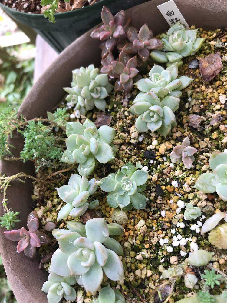 テラスの画像 by からささん | テラスと葉挿しからの白牡丹とエケベリア リタ♪と多肉植物と目指せ白牡丹丼‼︎と寒さに強い子とブロンズ姫と挿し木と庭の手入れと紅葉の多肉と多肉植物 仕立て直しと季節の植え替えと耐寒性と多肉のプチ寄せ植えと葉挿し