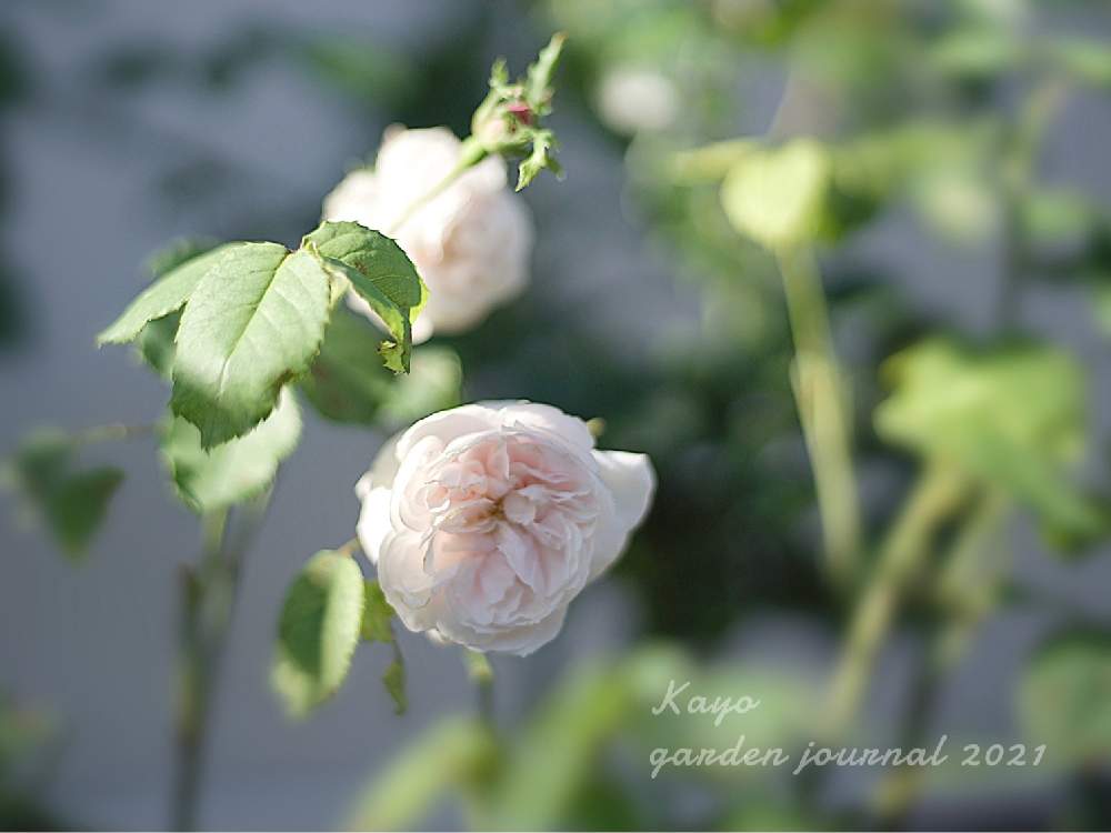 小さな庭の画像 by kayoさん | 小さな庭とバラとマダムアルフレッドドゥルージュモンとばら バラ 薔薇とマイガーデンとバラのある暮らしとナチュラルガーデンとバラ・オールドローズとミラーレス一眼とナチュラルスタイルとガーデニングと花のある暮らしとお花のある生活とバラ・ミニバラとロザリアンとバラを楽しむ