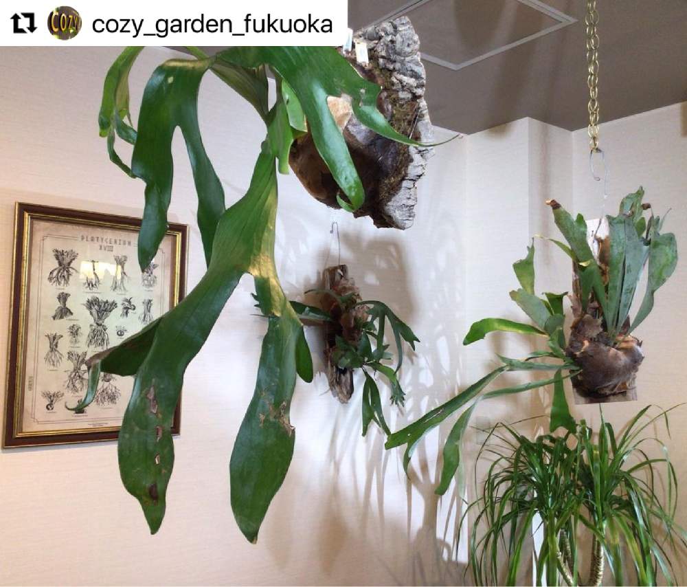 インテリアの画像 by COZYの庭さん | インテリアとコウモリランと コウモリラン と観葉植物のある暮らし