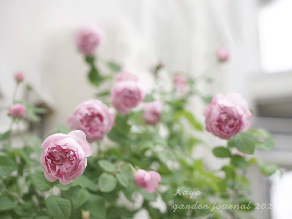 小さな庭の画像 by kayoさん | 小さな庭とチャールズレニーマッキントッシュとバラとばら バラ 薔薇とマイガーデンとバラのある暮らしとナチュラルガーデンとイングリッシュ・ローズとミラーレス一眼とナチュラルスタイルとガーデニングと花のある暮らしとお花のある生活とバラ・ミニバラとロザリアンとバラを楽しむ