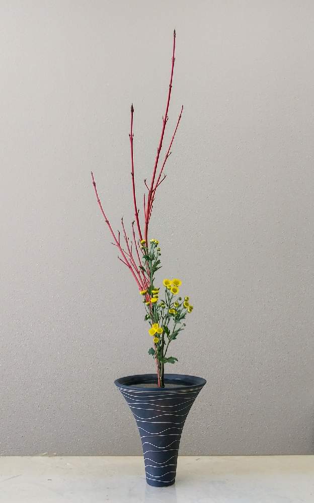 の画像 by 圭さん | キクとサンゴミズキと日本の文化と和風ティストと生け花のある暮らしと日本の伝統といけばなと花のある暮らしと生け花と生花(しょうか)