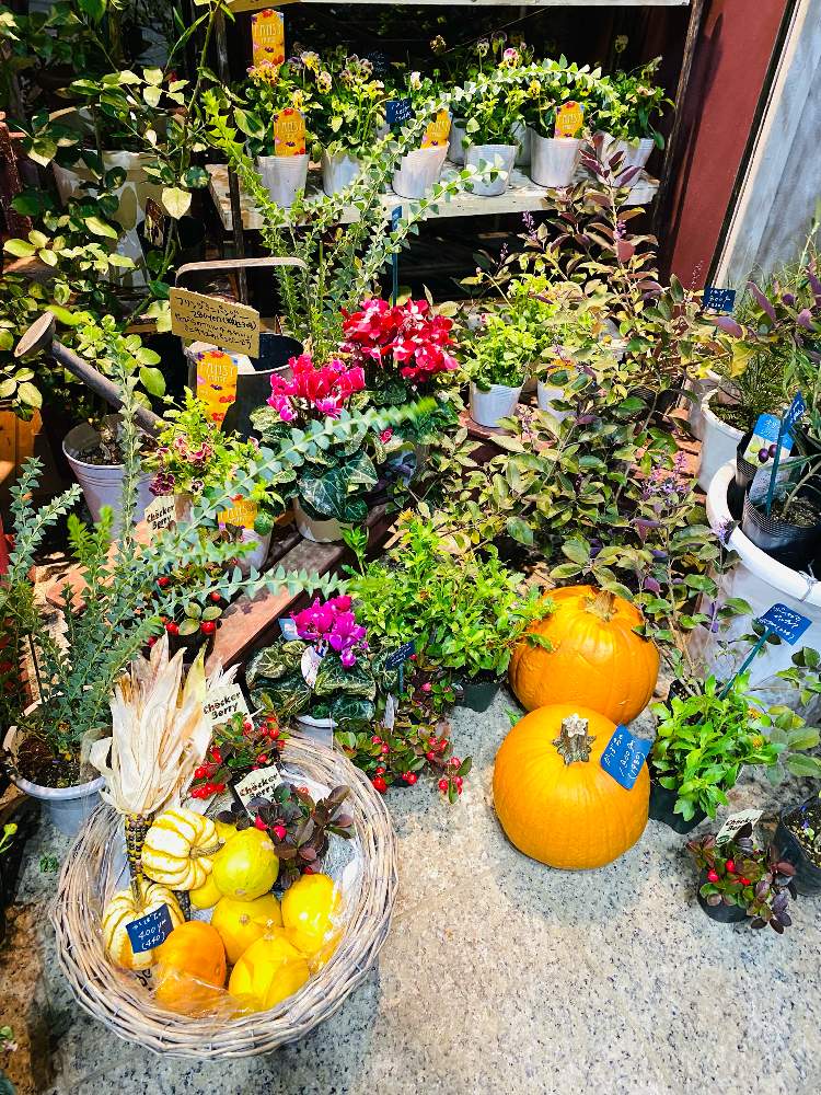お出かけ先の画像 by nanairoFさん | お出かけ先とハロウィンと花屋さんとブラック・ビオラとシックとナチュラルスタイルと花のある暮らしと素敵だな♡