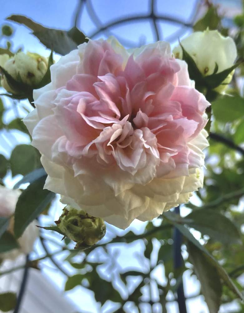 お出かけ先の画像 by かぶとさん | お出かけ先とアミロマンティカとバラを楽しむとばら バラ 薔薇と駅の花壇とツル薔薇とピンク色とピンク❤︎ピンクとピンクの花とつるバラ