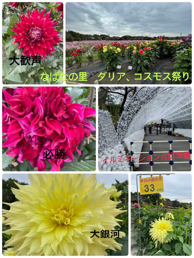 お出かけ先の画像 by ちなママさん | お出かけ先とお出かけ先にてとなばなの里と秋桜 コスモス こすもすと2021 ダリア・コスモスまつり