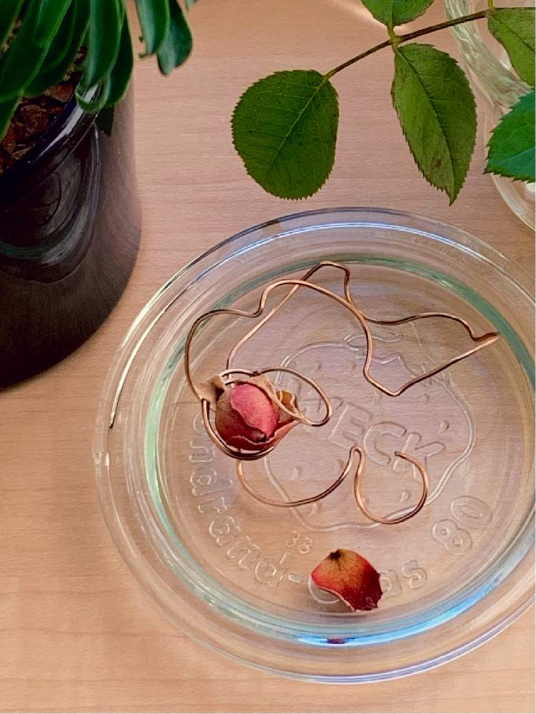 窓辺の画像 by ハルさん | 窓辺とソテツキリンと薔薇の蕾(ドライ)と多肉植物と何気ない日常と今日のお花