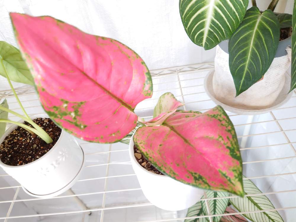部屋の画像 by flower lovers♡さん | 部屋とアグラオネマとアグラオネマ コーチン シリマニーとピンク ぴんく Pinkと観葉植物とハワイアンと風水と南国とトロピカルと葉っぱと斑入り好き♡と自然美とアロイドとみどりに癒されると斑入り葉っぱと可愛いと綺麗な葉と熱帯植物と葉っぱアートと斑入り。と葉っぱlove♥とインテリアグリーンとグリーン