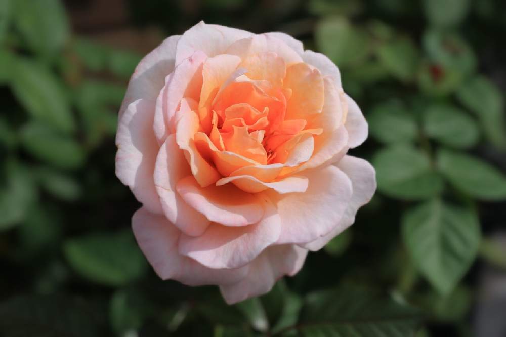 の画像 by taka☆彡さん | 薔薇とバラ G.D.ルイーズとばら バラ 薔薇とno green no lifeと花のある暮らしと薔薇♪といい香り♡とノーグリーンノーライフと咲いた!とG.Dルイーズ