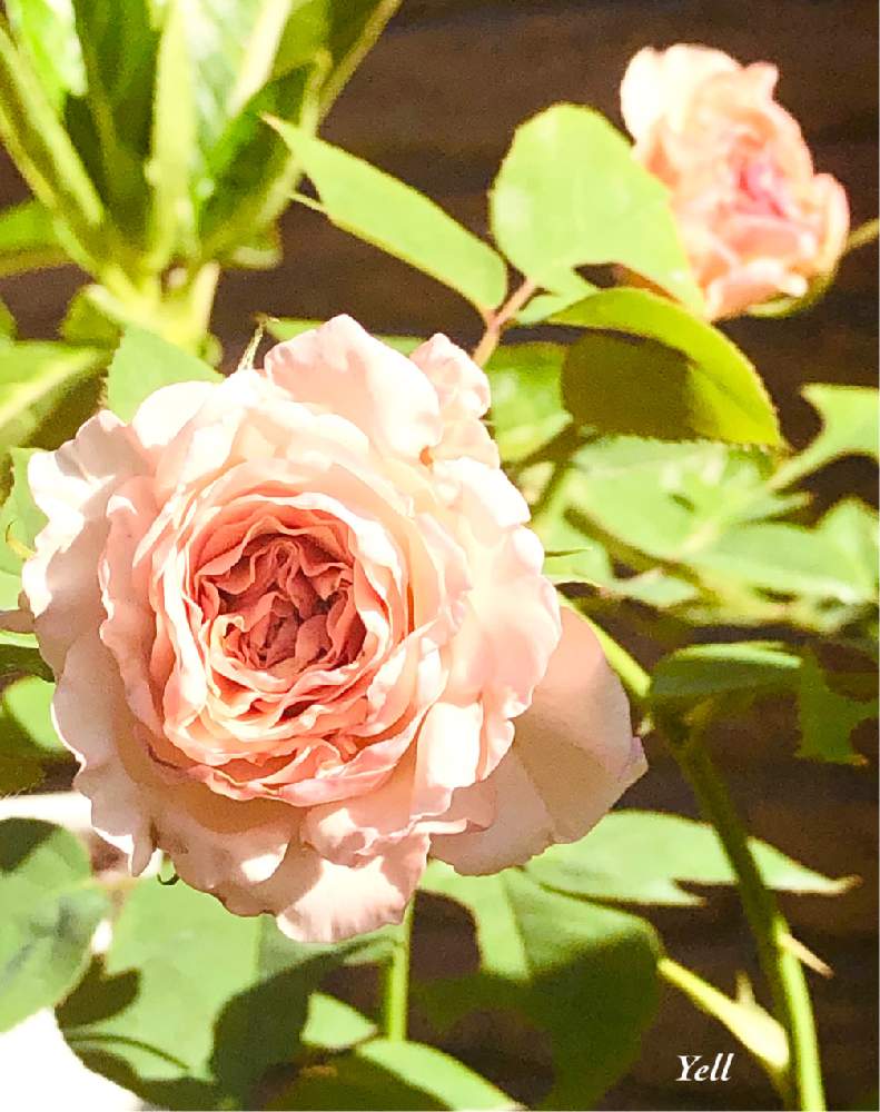 小さな庭の画像 by ふらんそわーずさん | 小さな庭と秋バラとばら バラ 薔薇とばら大好きと庭のばらとバラが好きとばらに魅せられて