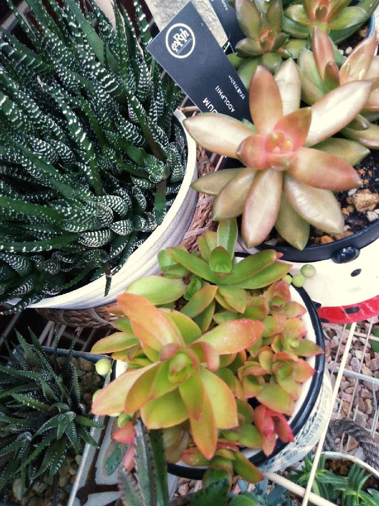 棚の画像 by 鯱さん | 棚と十二の巻とアドルフィーと火祭りと多肉植物とハオルチア属と多肉植物寄せ植えと楽しいカワイイと多肉棚