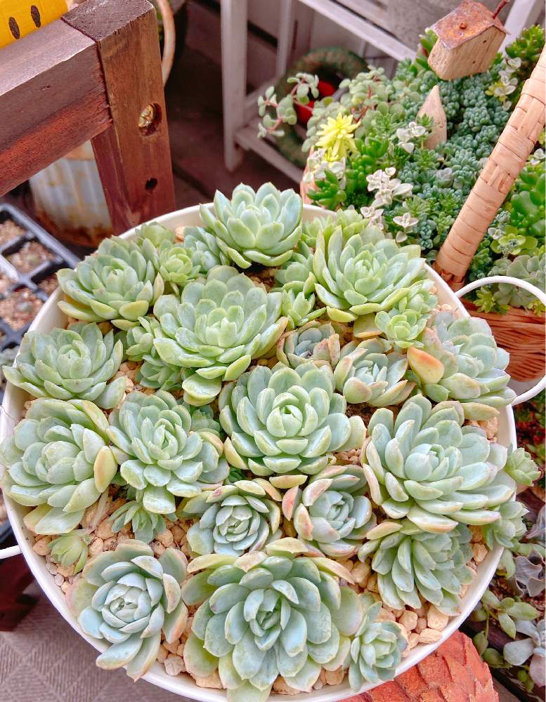 バルコニー/ベランダの画像 by ショーンさん | バルコニー/ベランダとHTCと多肉植物寄せ植えと花の15年組とベランダガーデンと多肉植物のある暮らしとGSミニモニ。と多肉女子とチーム福岡とガーデニングとセダム寄せ植えとラズベリーアイス丼♡