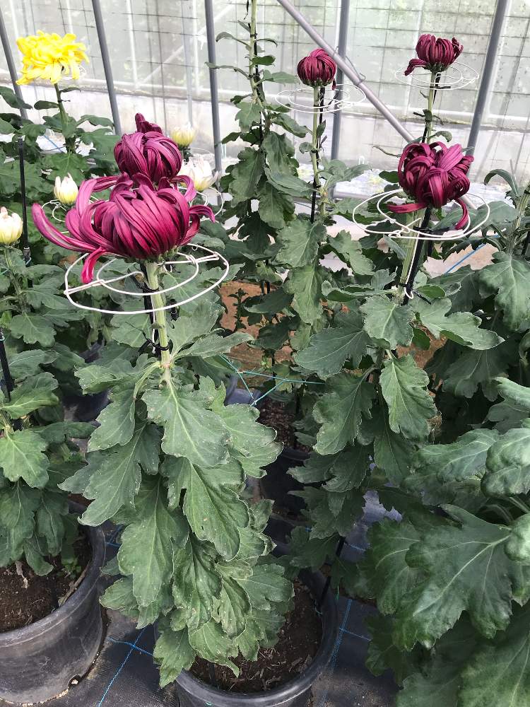 広い庭の画像 by イノチオ精興園 e-mumshopさん | 広い庭と開花と赤色の花と紅色と大菊。とイノチオ精興園とキク科と花のある暮らしとマム♪とキク❁と色合いがキレイ