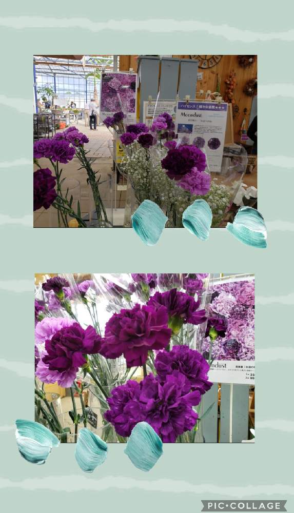 お出かけ先の画像 by リボンの騎士さん | お出かけ先とカーネーションと今日のお花と園芸店でと久留米市と久留米市緑化センター