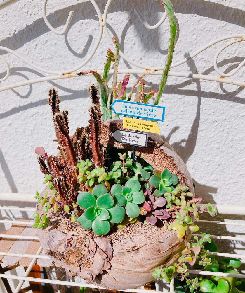 バルコニー/ベランダの画像 by 華さん | バルコニー/ベランダと多肉植物と100均雑貨と広島多肉倶楽部とカット苗と寄せ植えとGS多肉倶楽部とGSタニラーとナチュラルガーデンとヒメサンゴと広島タニラーとGS多肉クラブと多肉女子と多肉 LifeとLOVE GREENと ブロウメアナとプチプラガーデンと多肉寄せ植えと広島たにらーと寄せ植え_華と広島タニ友