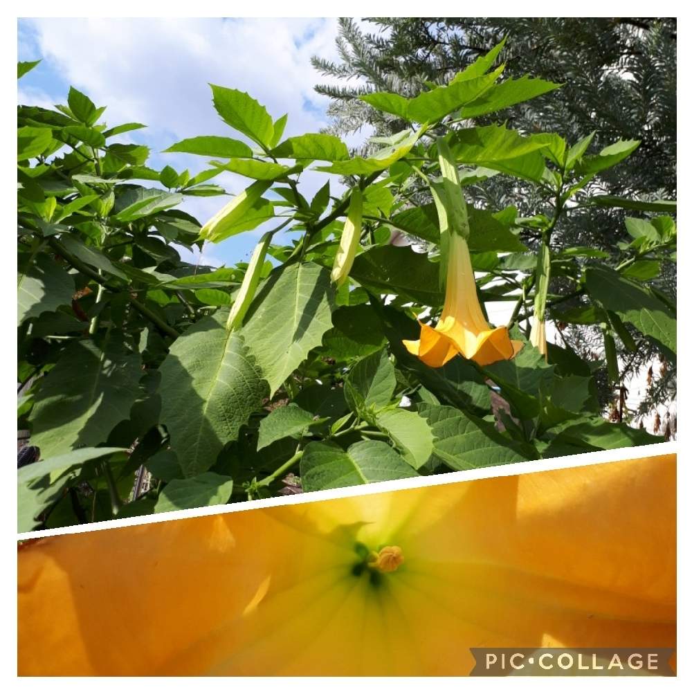 お出かけ先の画像 by ふじさん | お出かけ先とお写ん歩と日曜ビタミンカラー♪とmiakisisaと花言葉と幸せの黄色いお花といつも心に太陽をと多様性を愛する会とエンジェルストランペットの花