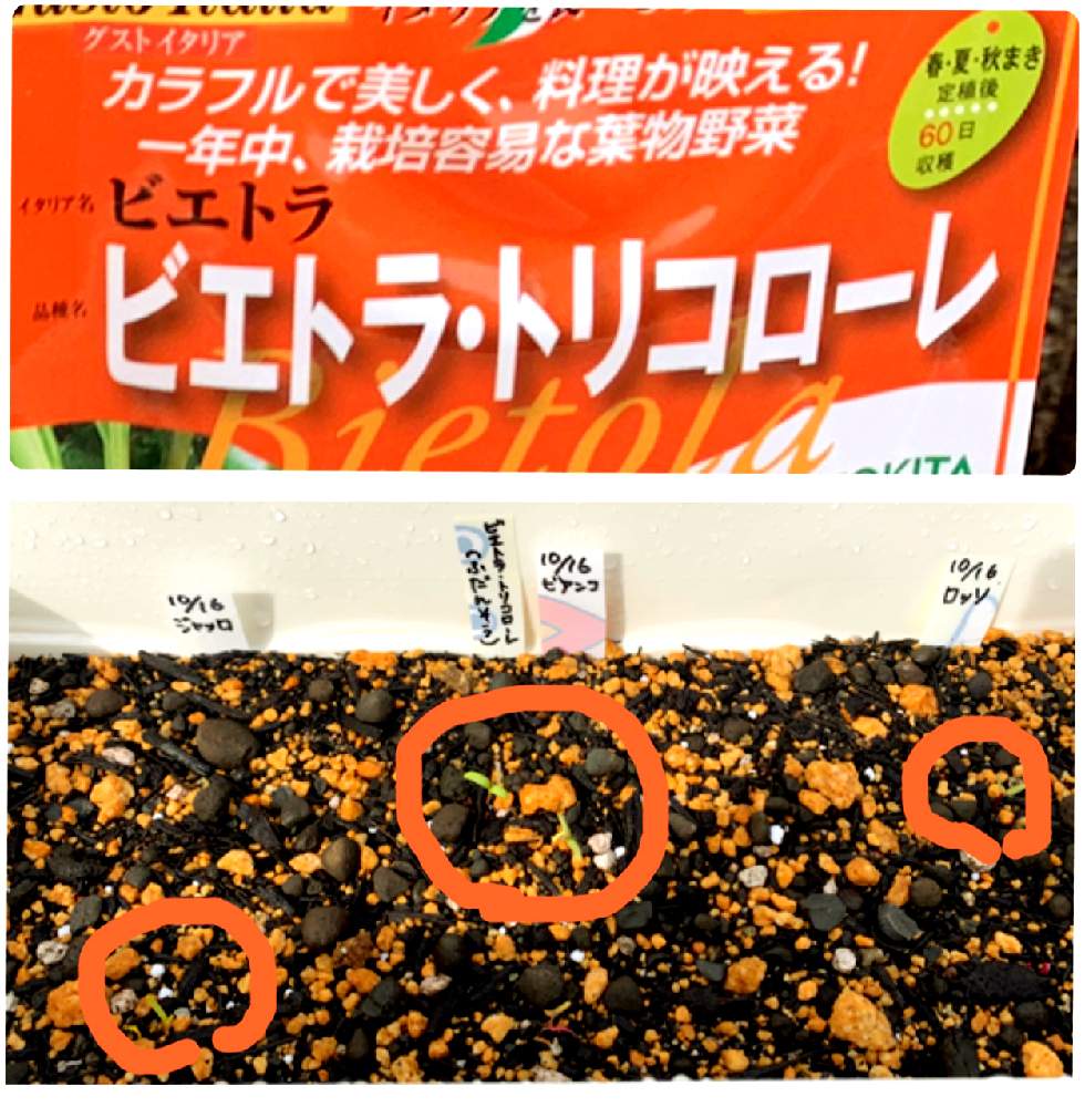 小さな庭の画像 by アナベル♪さん | 小さな庭とビエトラとプランター野菜とイタリアの野菜とカインズさんありがとう!とビエトラ・トリコローレ