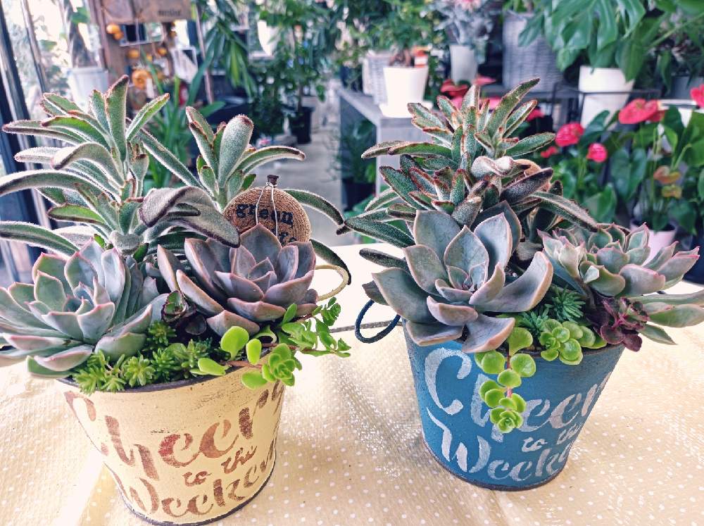 デスクの画像 by tic*tacさん | デスクと多肉植物とステンシルとhanaplusと多肉のある暮らしとフラワーサロンとリメイク缶と多肉寄せ植えとsucculent