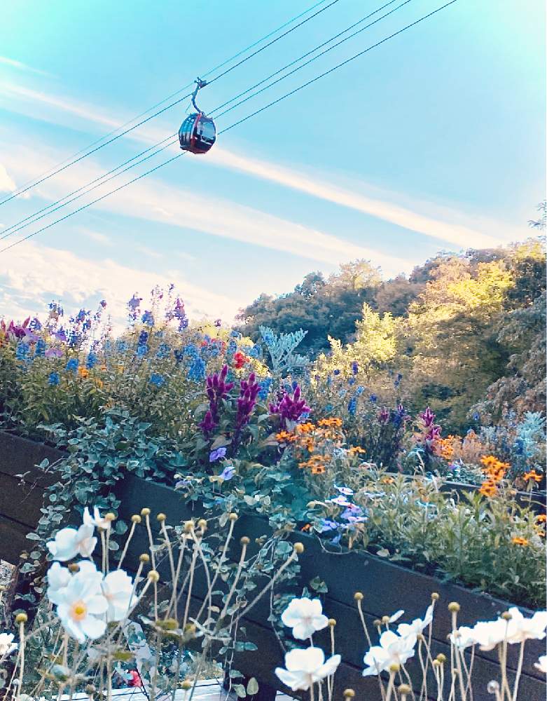 お出かけ先の画像 by UFOさん | お出かけ先とお出かけとロープウェイと目についた植物とお散歩と神戸布引ハーブ園