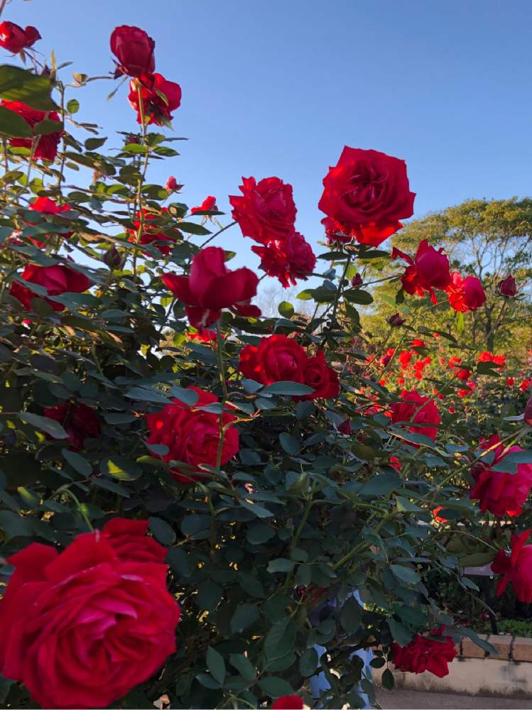 お出かけ先の画像 by もふもふさん | お出かけ先とバラ、薔薇、ばらとバラとバラ メリナとミニバラ・バラと秋バラとバラ園とばら バラ 薔薇と千葉県と京成バラ園とバラと夢CLUBとチーム千葉✿︎とばら 薔薇 バラとバラ・ミニバラとバラを楽しむとがんばれ 千葉!!