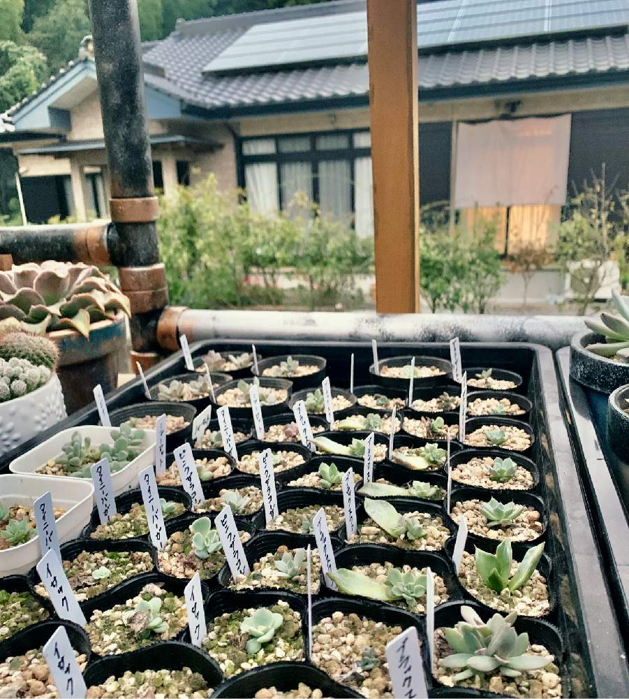 広い庭の画像 by よっしーさん | 広い庭と多肉植物の葉挿しとマディバと多肉植物と多肉のある暮らしとおうち園芸と多肉植物とサボテンとDIYと元気に育ててますよとGS皆様ありがとうと多肉棚