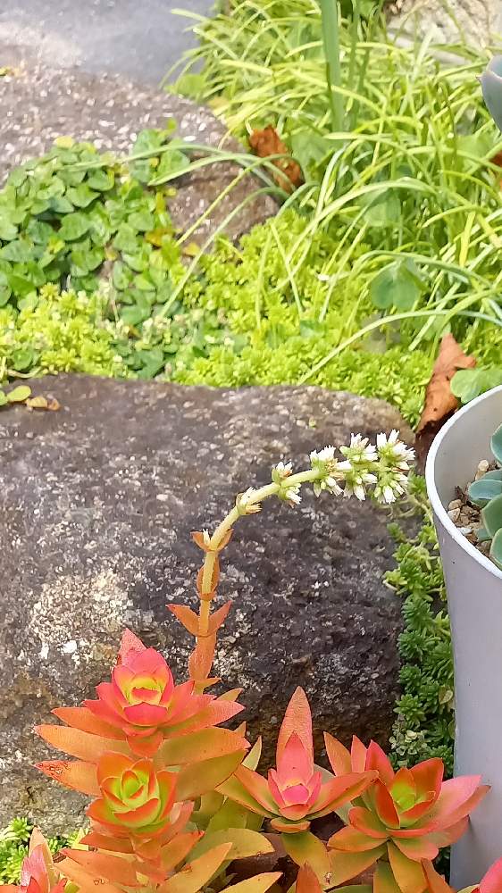 の画像 by TAKAさん | 多肉植物と生きる力と植中毒と奈良と汚庭の片隅とニョロン(26日)の日