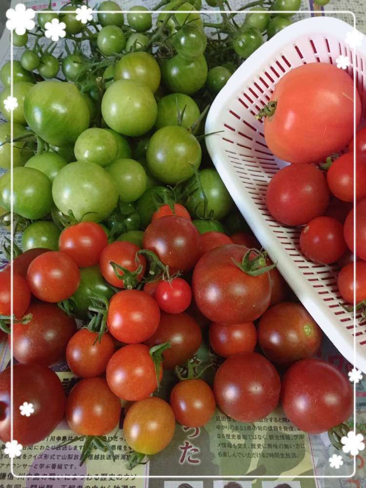 の画像 by ももちゃんさん | トマトと夏野菜と山梨県とおうち園芸