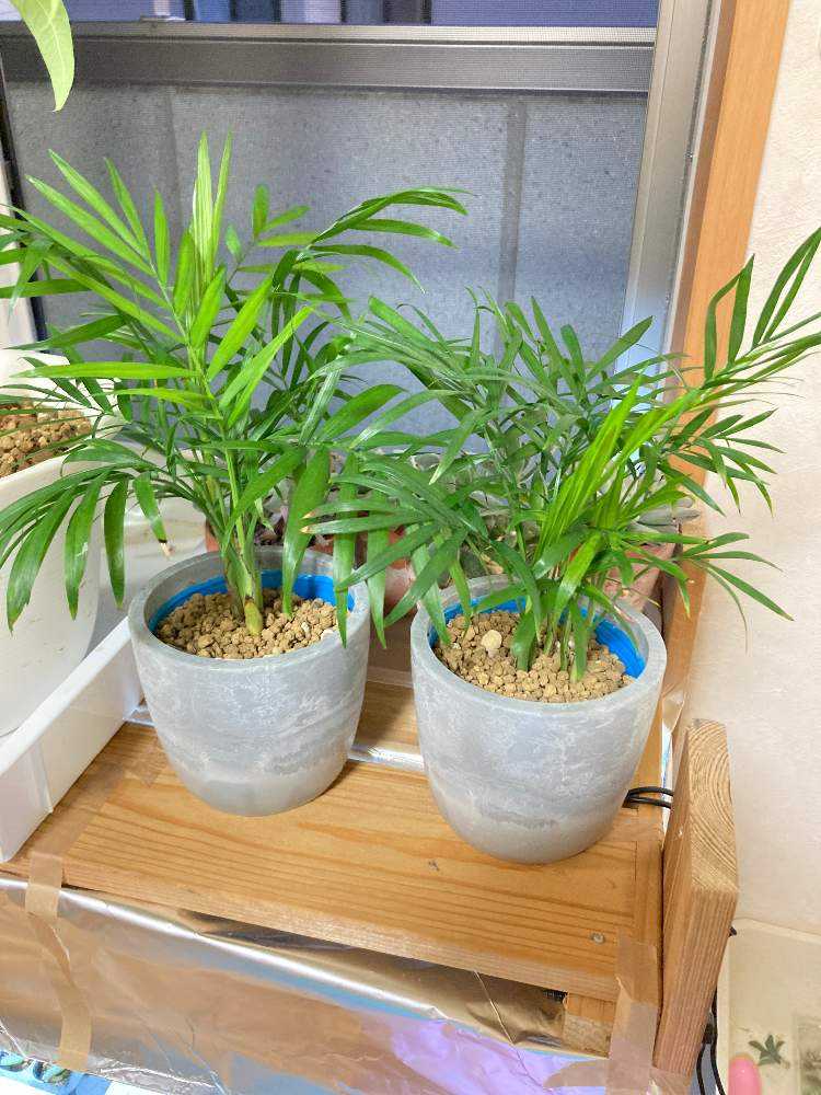 部屋の画像 by モカモカさん | 部屋とテーブルヤシと100均と100均観葉植物と テーブルヤシと100均だけど300円