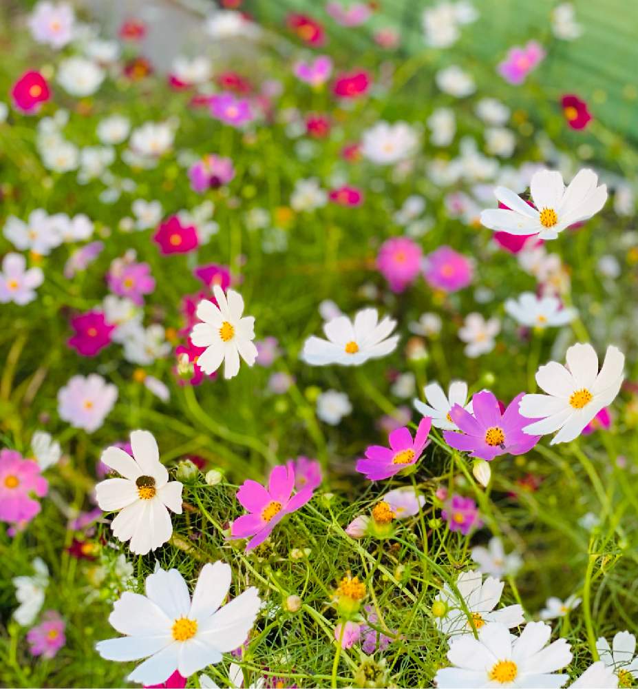 の画像 by nao70*さん | コスモスと秋探しと可愛いなとまだまだ咲いてると秋桜畑とお花は癒し