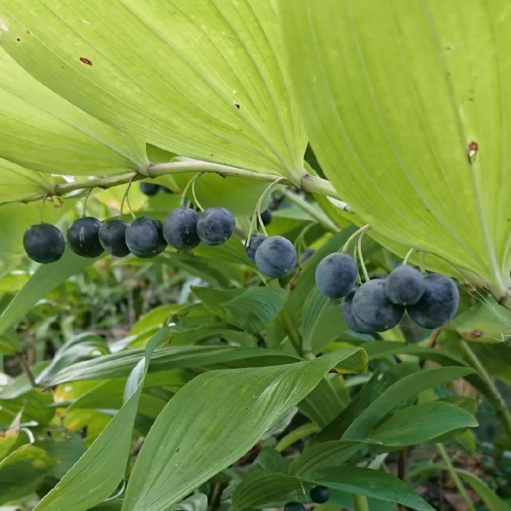 の画像 by 醜男さん | 甘野老とアマドコロとスマホ撮影と野草と山野草と雑草と山草