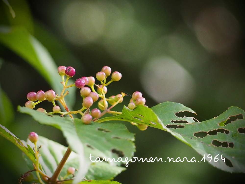 の画像 by tamagomen. nara.1964さん | 植物観察日記とOLYMPUS PEN E-PL10と気温20℃と紫式部*と快晴と奈良県奈良市とムラサキシキブ*