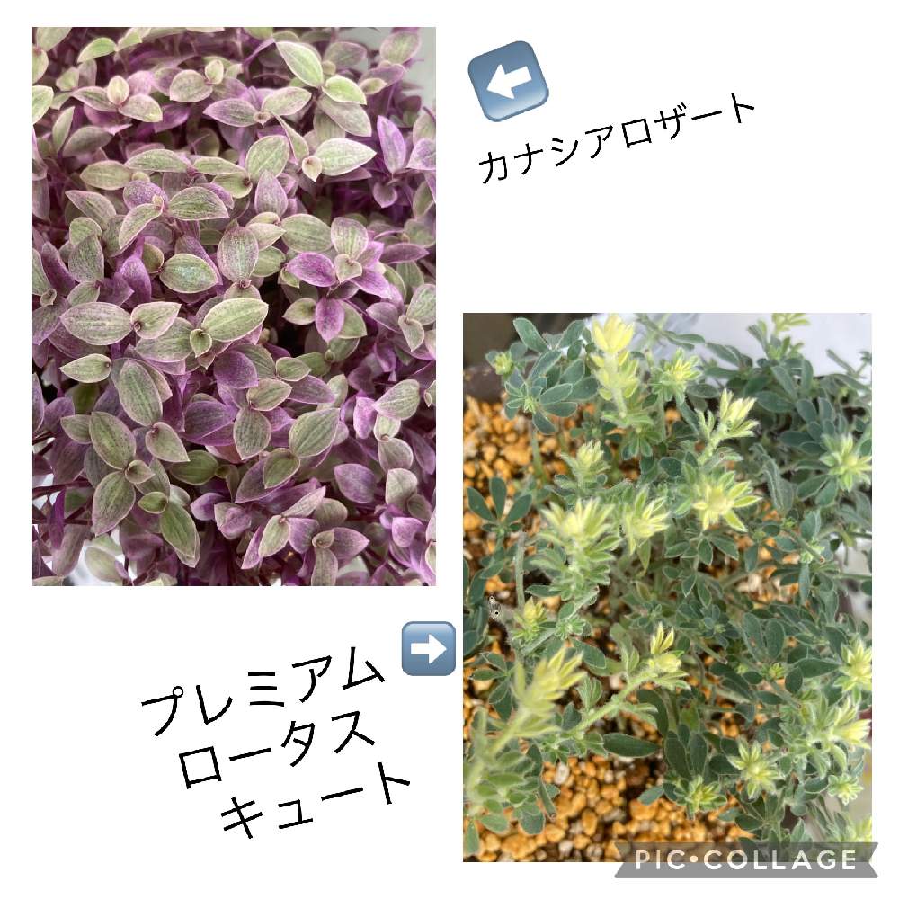 バルコニー/ベランダの画像 by naomiflowerさん | バルコニー/ベランダとプレミアムロータス・キュートとカリシア ロザートと観葉植物とGARDENERʼS TENNOUJIと初心者とベランダガーデニングと多肉のある暮らしと緑のある暮らしと花のある暮らしとプレミアムロータス キュートとカリシア ロザート♡