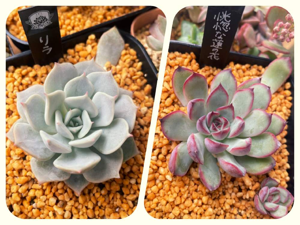 バルコニー/ベランダの画像 by べら坊さん | バルコニー/ベランダと恍惚な蓮の花とリラと多肉植物と京都タニラーとベランダガーデンとエケベリア属と新入りさんと多肉初心者
