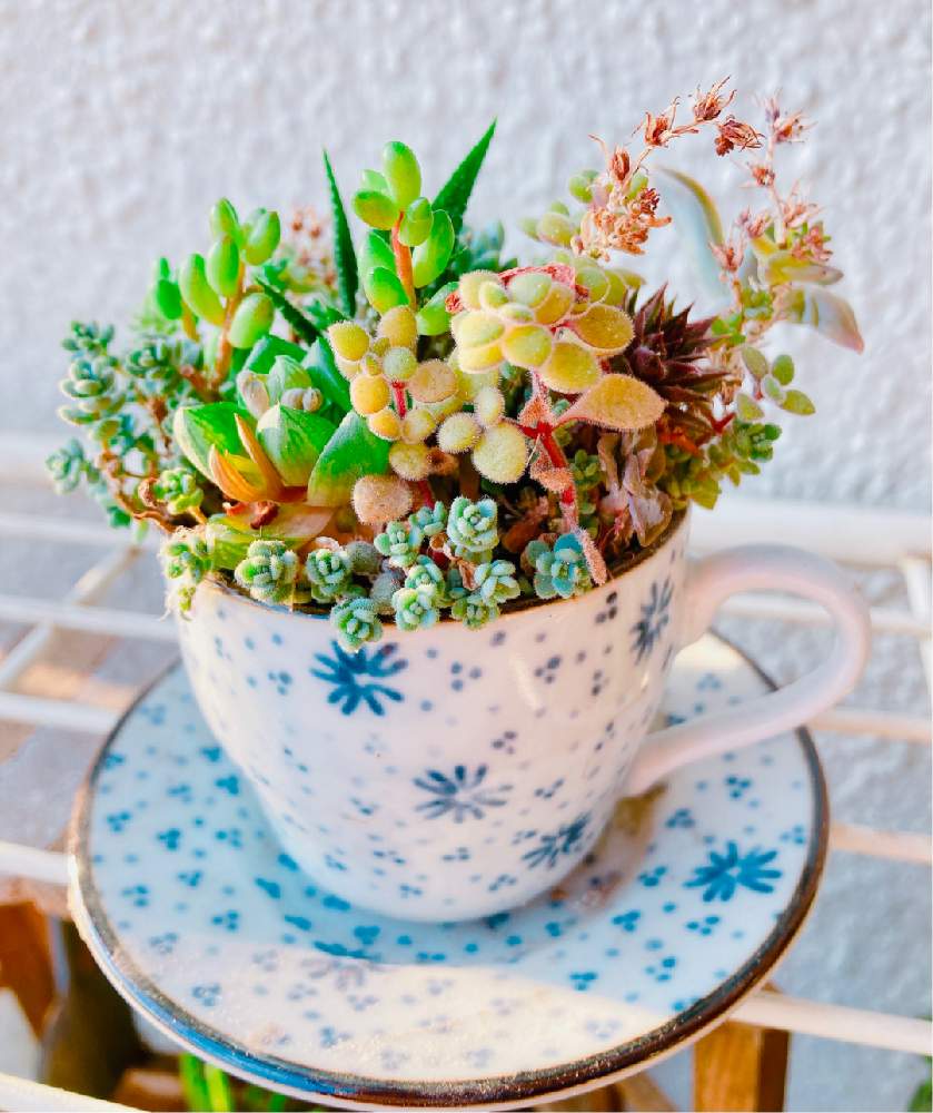 バルコニー/ベランダの画像 by 華さん | バルコニー/ベランダと多肉植物と広島多肉倶楽部と寄せ植えとGS多肉倶楽部とGSタニラーと多肉珈琲とナチュラルガーデンと広島タニラーとGS多肉クラブと多肉女子と多肉 LifeとLOVE GREENと ブロウメアナとプチプラガーデンと多肉寄せ植えと広島たにらーと寄せ植え_華と広島タニ友