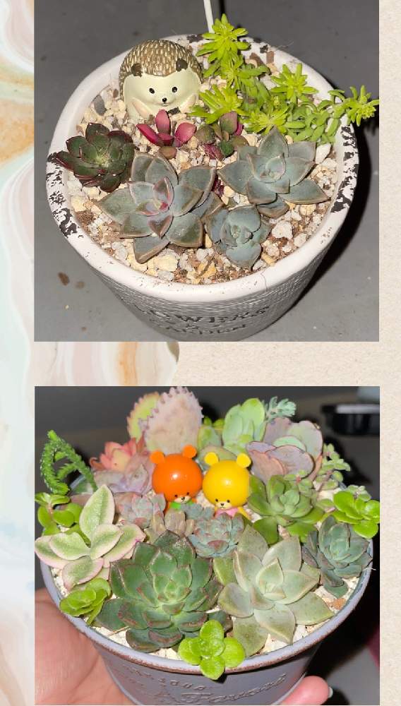 バルコニー/ベランダの画像 by 向日葵ママさん | バルコニー/ベランダと癒しの時間と多肉の寄せ植えとベランダ多肉と夜な夜なタニパトと多肉のある暮らしと多肉女子と真夜中の多肉事と多肉初心者と多肉の虜