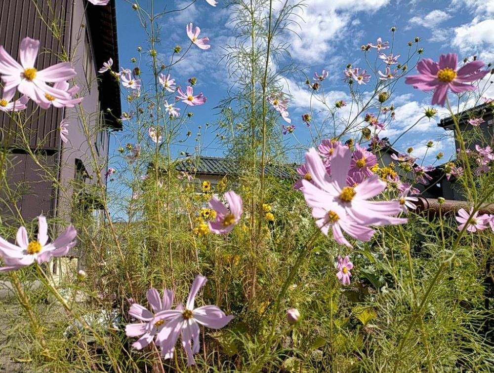 お出かけ先の画像 by takaさん | お出かけ先と花いろいろと秋桜 コスモス こすもす