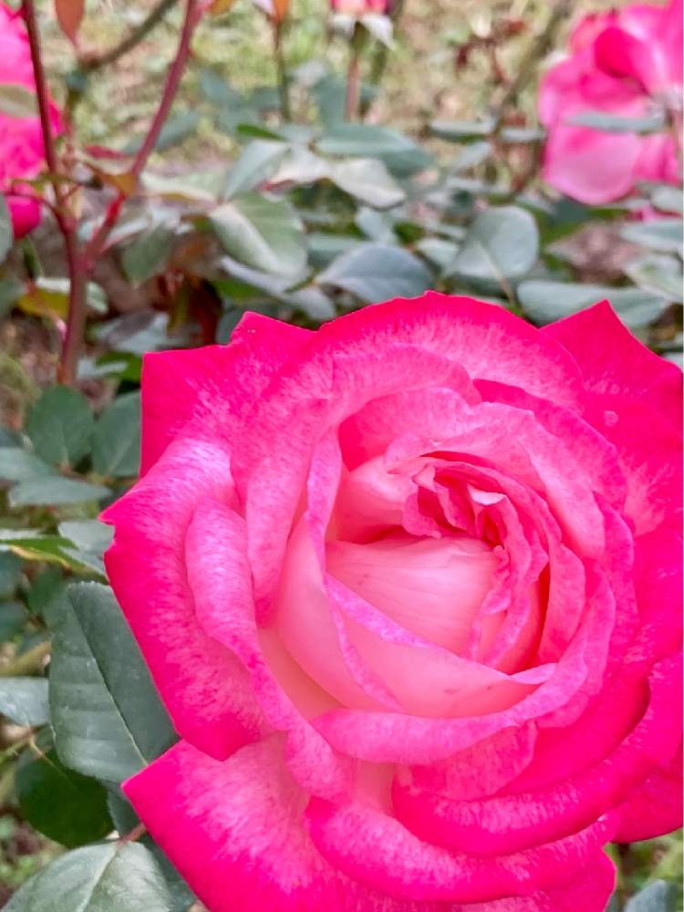 お出かけ先の画像 by ヤンビビさん | お出かけ先とバラ 聖火と代々木公園とばら バラ 薔薇と赤紫色の花と赤い花とヤンビビ雑記帳