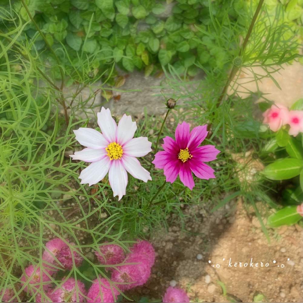 小さな庭の画像 by けろけろさん | 小さな庭とコスモスと種からと秋桜 コスモス こすもす