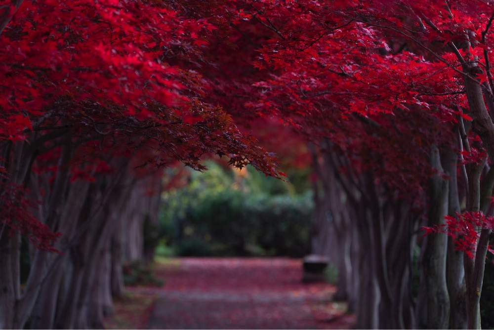 お出かけ先の画像 by satoさん | お出かけ先とノムラモミジとnikond610と平岡樹芸センターとsigma150600mmと紅葉(こうよう)と北海道と札幌とカメラ小僧クラブ