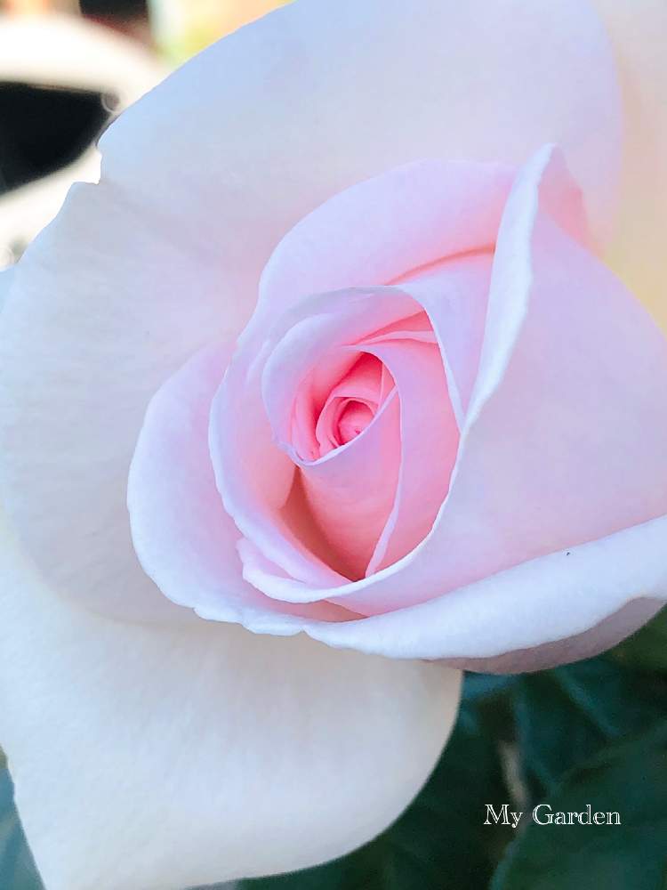 小さな庭の画像 by ふらんそわーずさん | 小さな庭と咲いた!とばら バラ 薔薇とピンクのはなと庭のばら