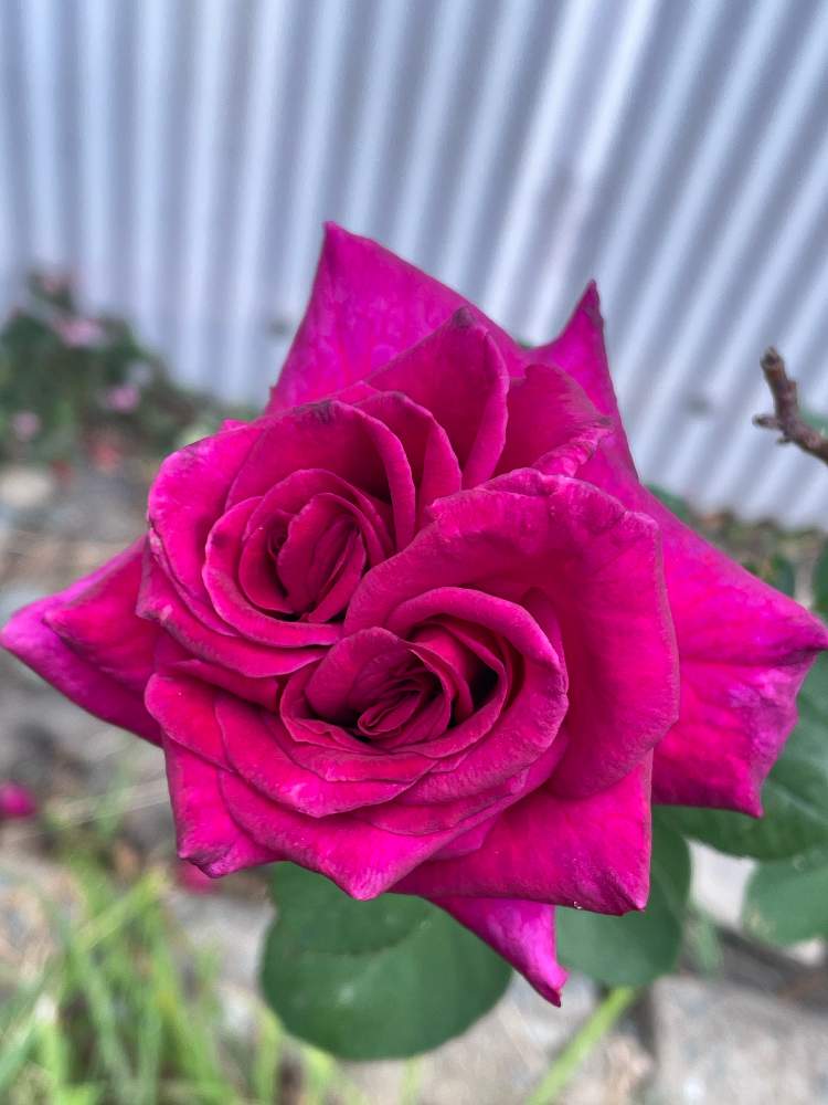 の画像 by 婆ちゃんの花さん | ばら バラ 薔薇とむらさきと残念!とiPhone12とiPhone撮影