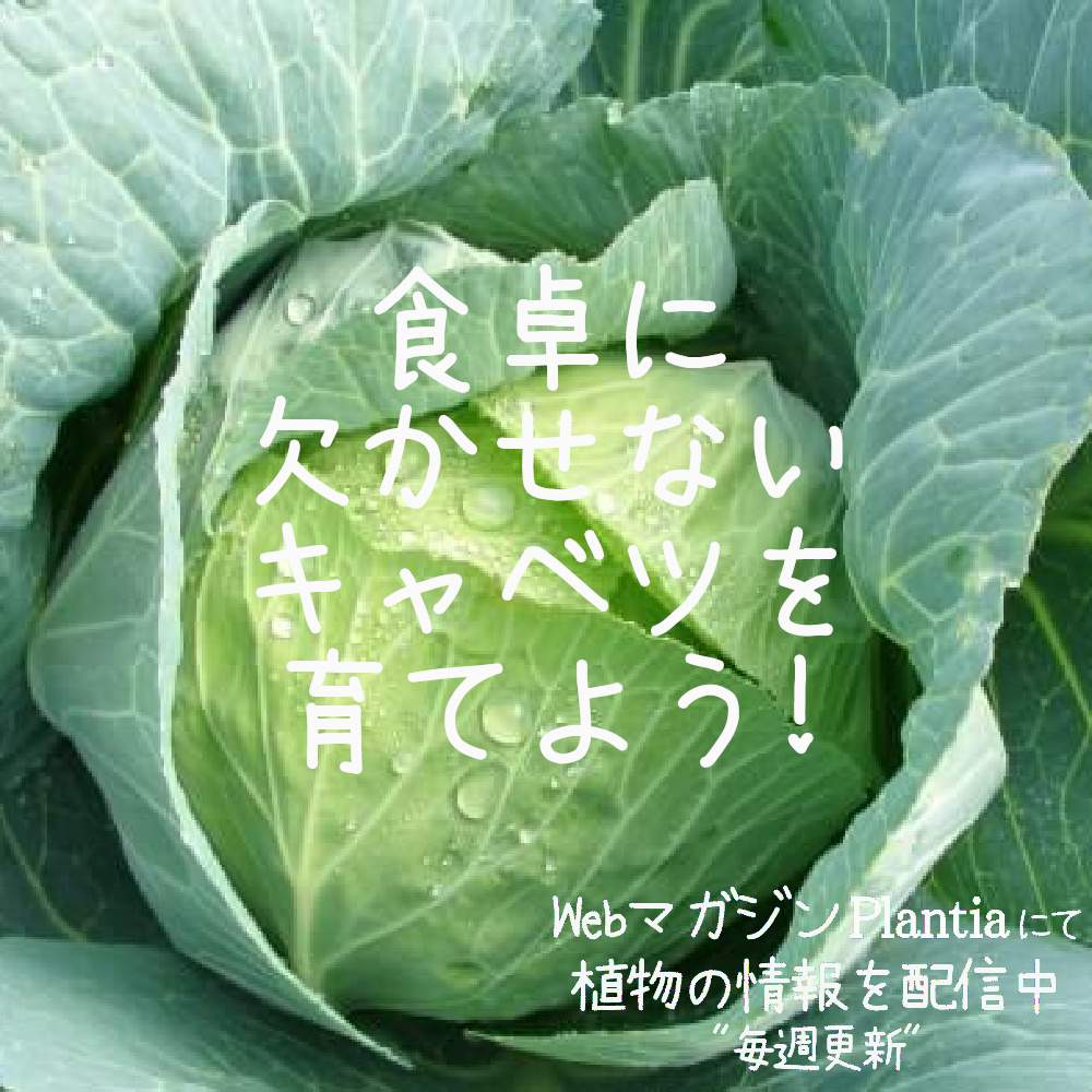 畑の画像 by ハイポネックスジャパンさん | 畑と果樹栽培と植物のある暮らしとハイポネックス写真部と家庭菜園とハイポネックスとおうち園芸と ハイポネックス園芸部とハイポネックスのある暮らしと花のある暮らしと肥料