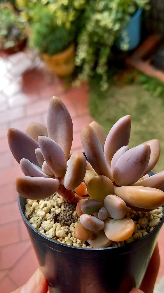 の画像 by TAKAさん | 多肉植物と生きる力といただきものと植中毒と奈良と毎月13日と14日は葉挿しの日と多肉植物の紅葉と汚庭の片隅