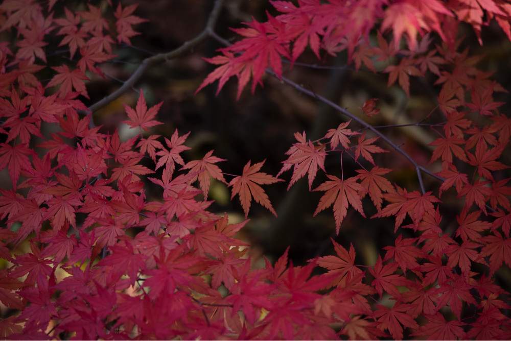 お出かけ先の画像 by satoさん | お出かけ先ともみじとnikond610とsigma150600mmと北海道と月寒公園と札幌とカメラ小僧クラブ