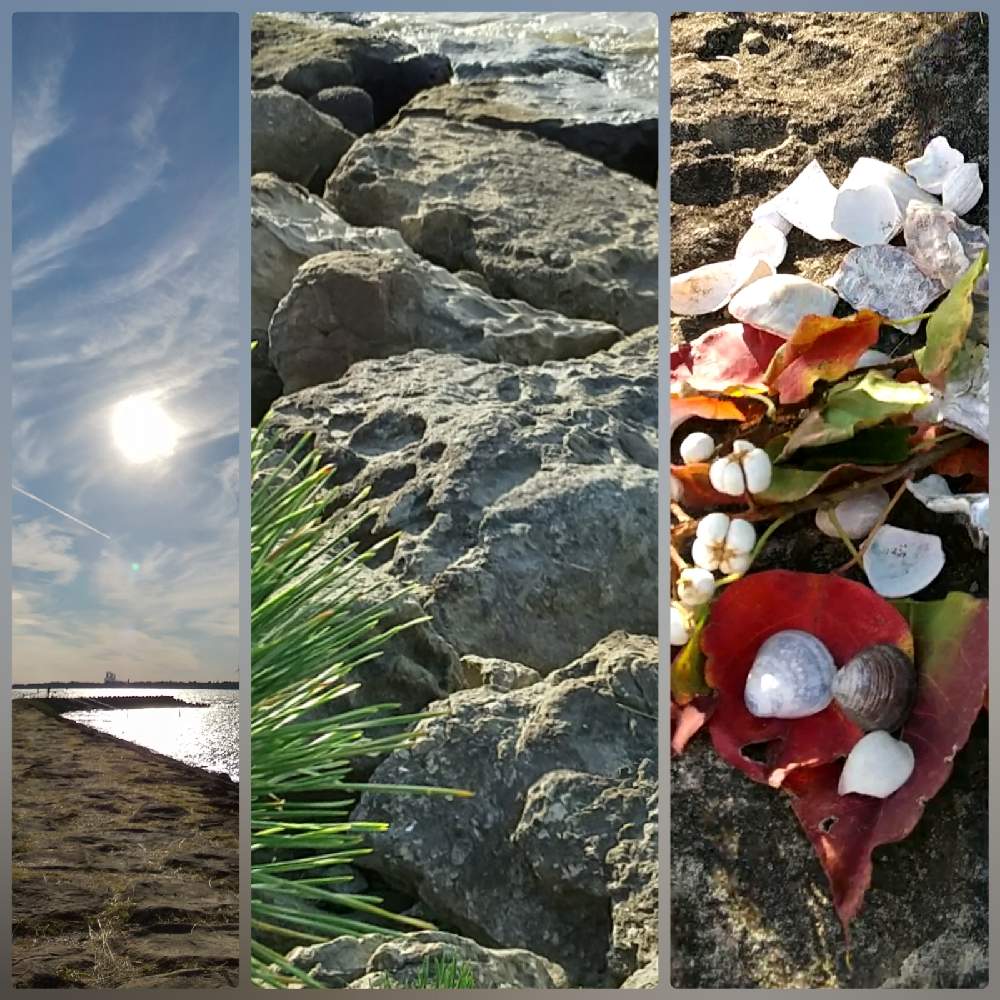 お出かけ先の画像 by ムーさん | お出かけ先と被災地にエールを!と葛西海浜公園とふぞろいの果実たちとナンキンハゼ属と雲仲間と寝落ち倶楽部と皆さんに感謝と医療従事者に感謝と明日は良い日になると医療現場で働く人達に感謝と葛西臨海公園と14日は石の日と小さなチャリ旅と植物☆感撮