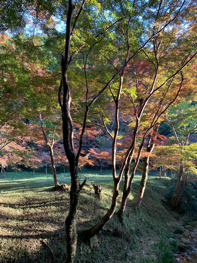 の画像 by べにししさん | 導かれてと植物のチカラと旅先でと季節はめぐると植物のふしぎとGS句会と秋から冬へと感謝とみえないチカラと次の季節へ