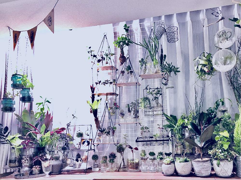 部屋の画像 by エントロピィさん | 部屋と多肉植物とカラーリーフとサボテン水耕栽培と我が家の窓辺と植物棚DIYと何でも水耕栽培してしまう症候群と全体像(向かって左手)と水耕栽培と多肉植物の水耕栽培と観葉植物の水耕栽培