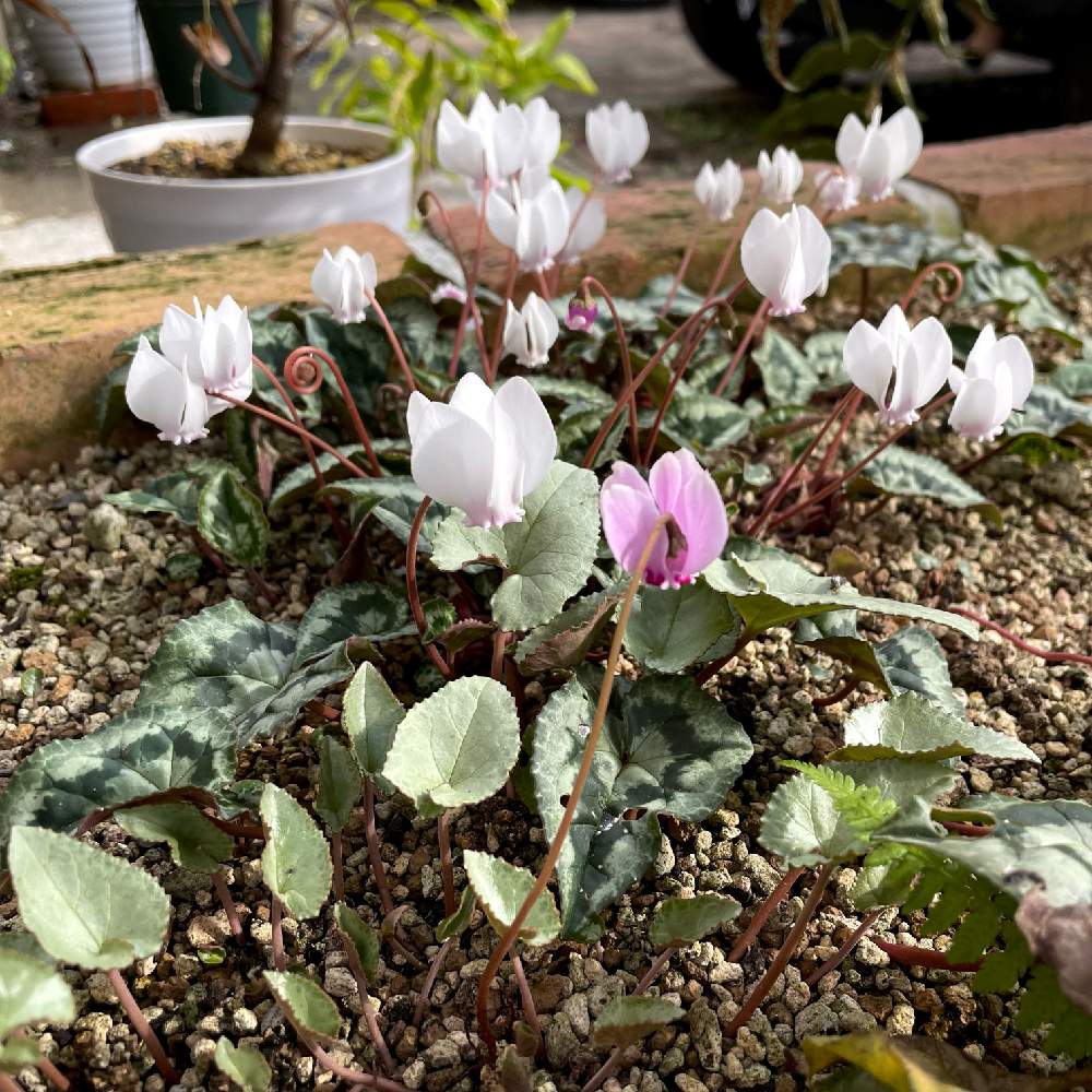 小さな庭の画像 by guchaさん | 小さな庭とアフリカナムとCyclamen hederifoliumとCyclamen africanumとヘデリフォリウムと魅惑の原種シクラメンとロザん家の花壇とわれら17年組