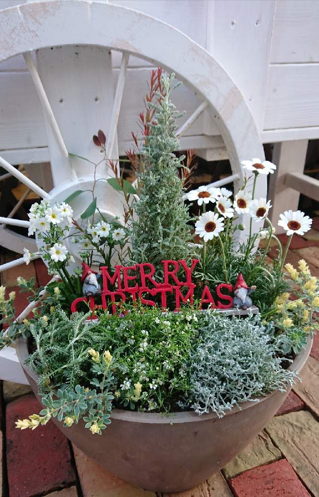 小さな庭の画像 by ✿*ちゃぴ*✿ ✲ฺたーこいず✲ฺさん | 小さな庭とクリスマスの寄せ植えとマイガーデンと鉢植えとクリスマス用寄せ植えとクリスマス寄せ植えとガーデニングとお庭とお花とX'mas用の寄植えとクリスマス